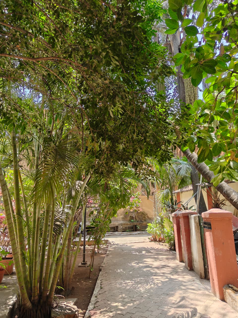 Pathway and greenery in the Institute Botanical Garden
