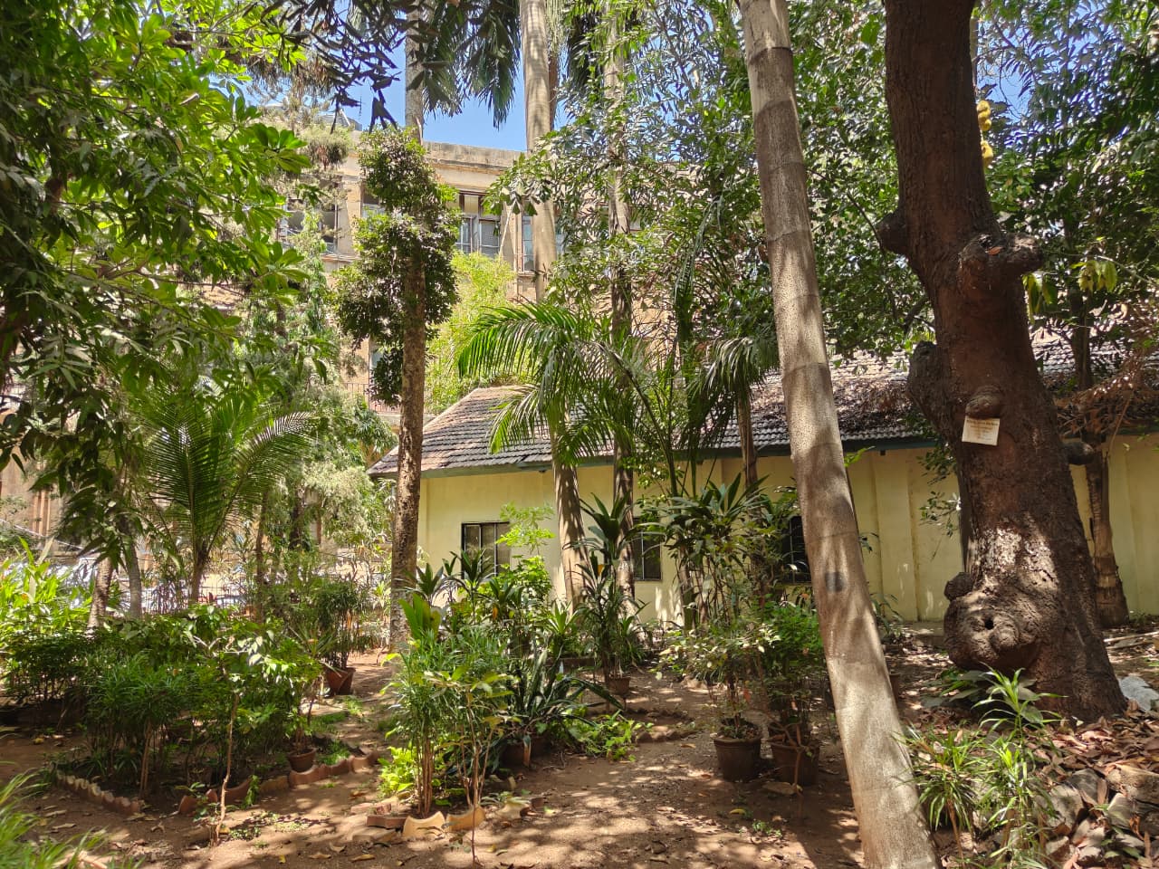 Botanical Garden green cover at the Institute of Science, Mumbai
