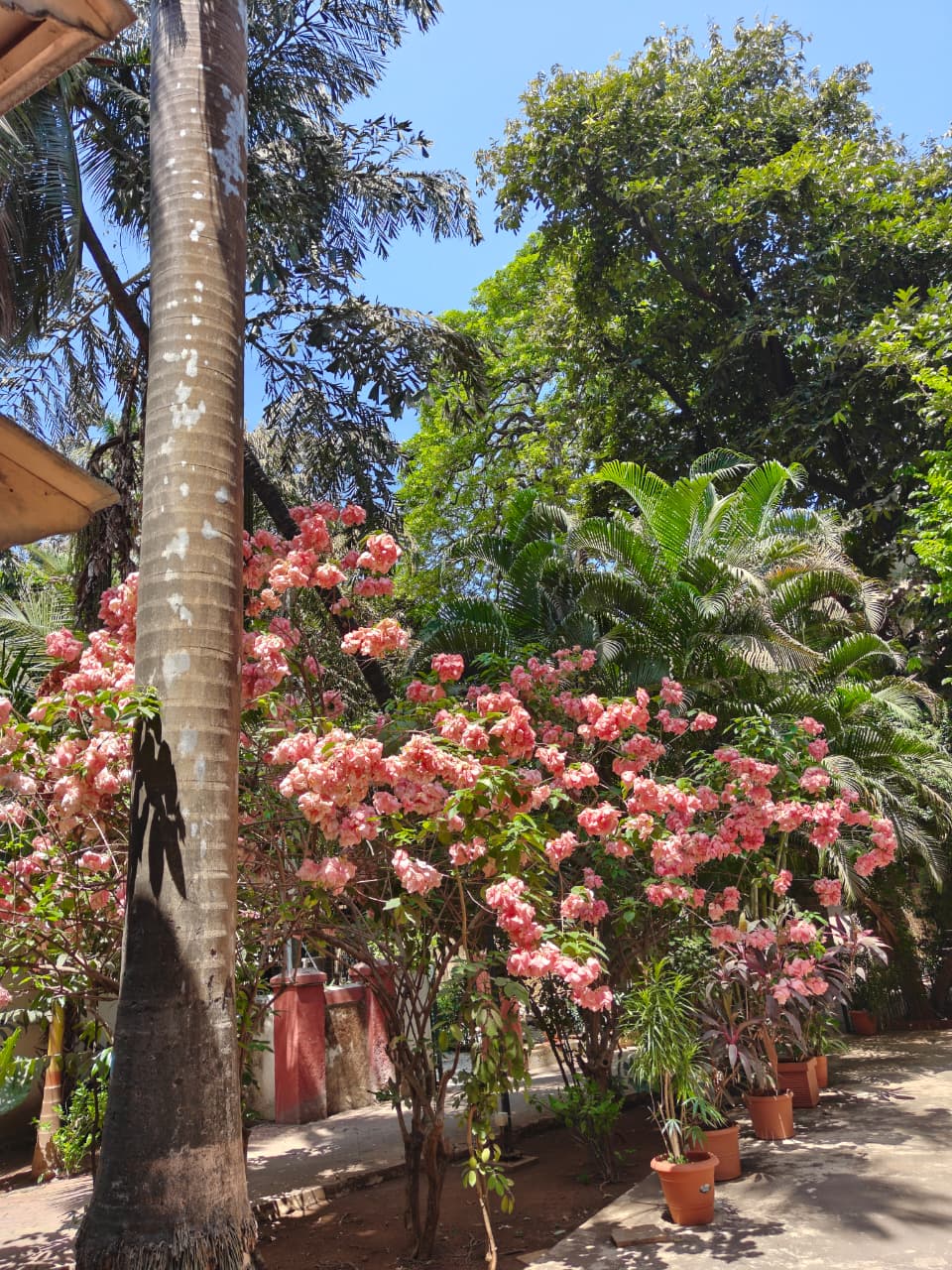 Botanical Garden ecosystem view at the Institute of Science, Mumbai